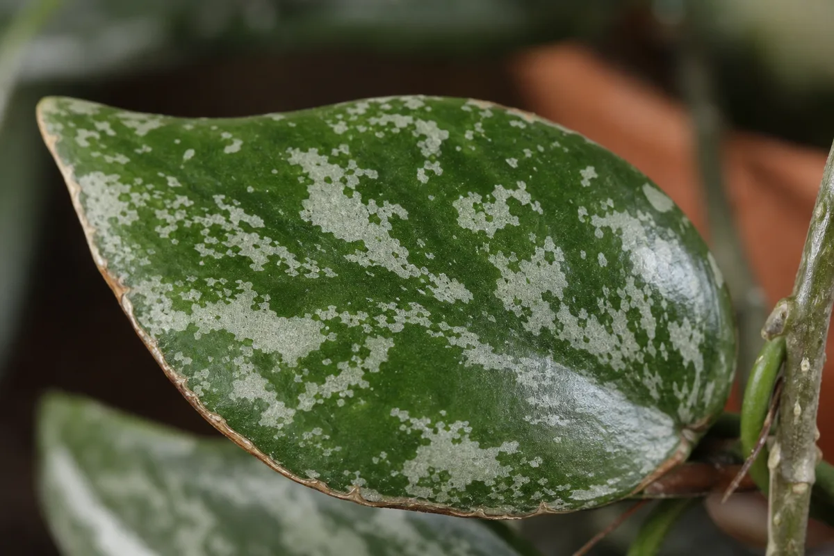 Close-up of Low Humidity on Hoya Pubicalyx - diagnostic detail