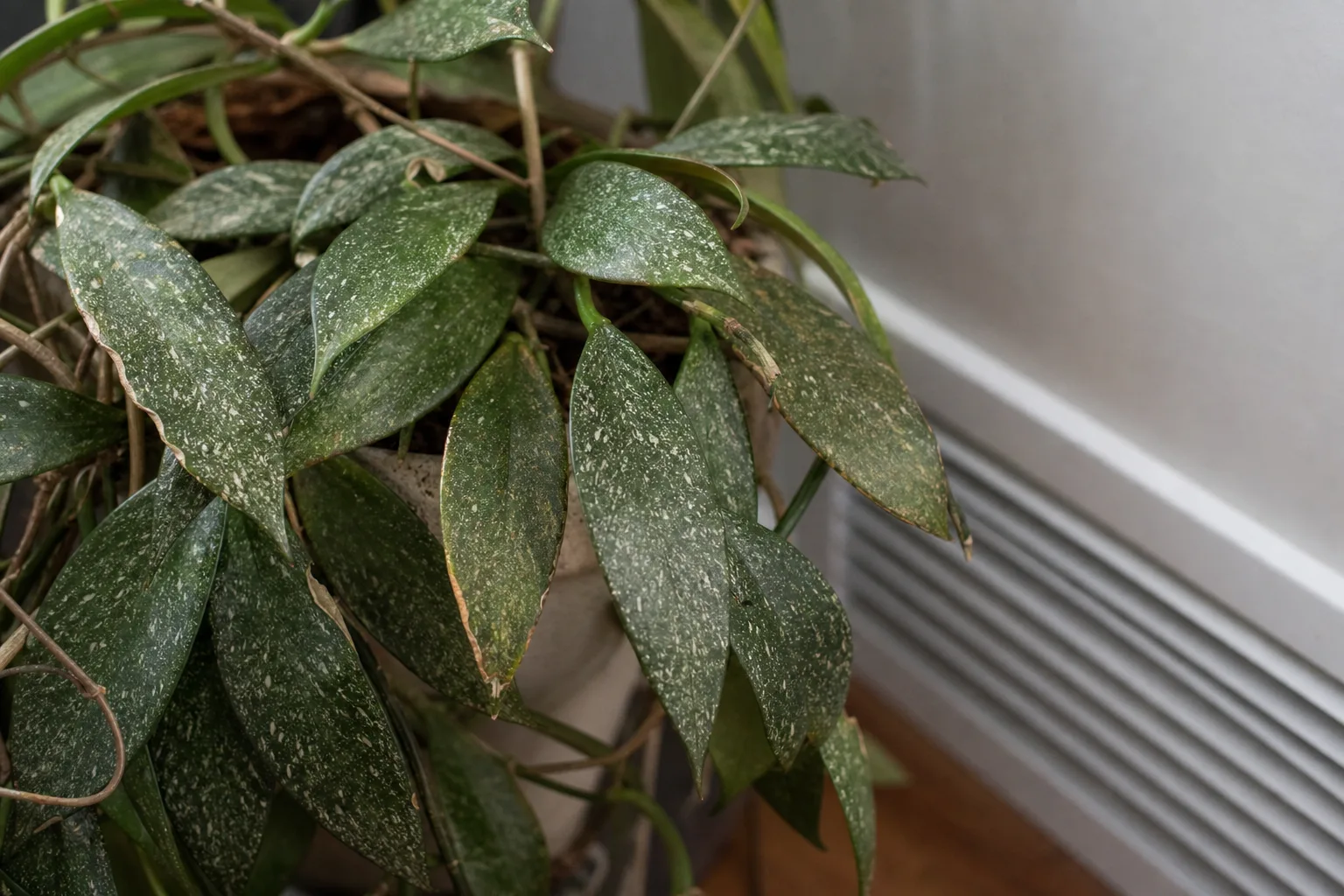 Low Humidity on Hoya Pubicalyx - visible symptom on the plant