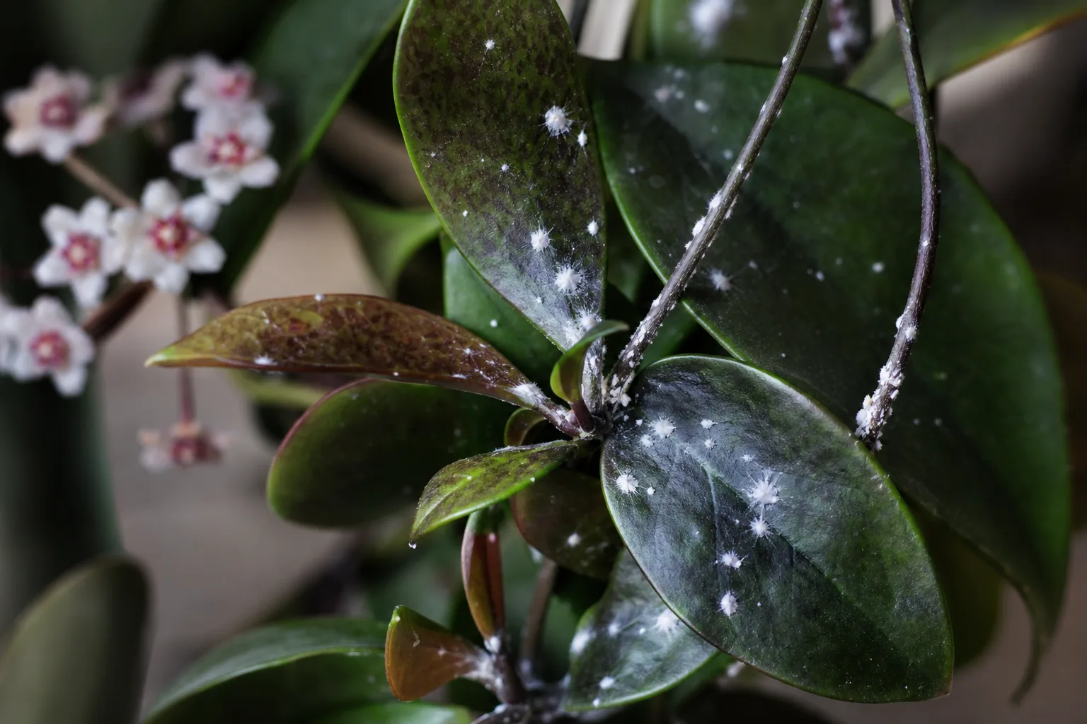 Mealybugs on Hoya Pubicalyx - visible symptom on the plant