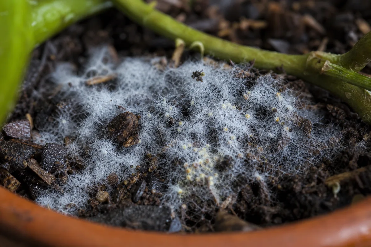 Close-up of Mold on Soil on Hoya Pubicalyx - diagnostic detail