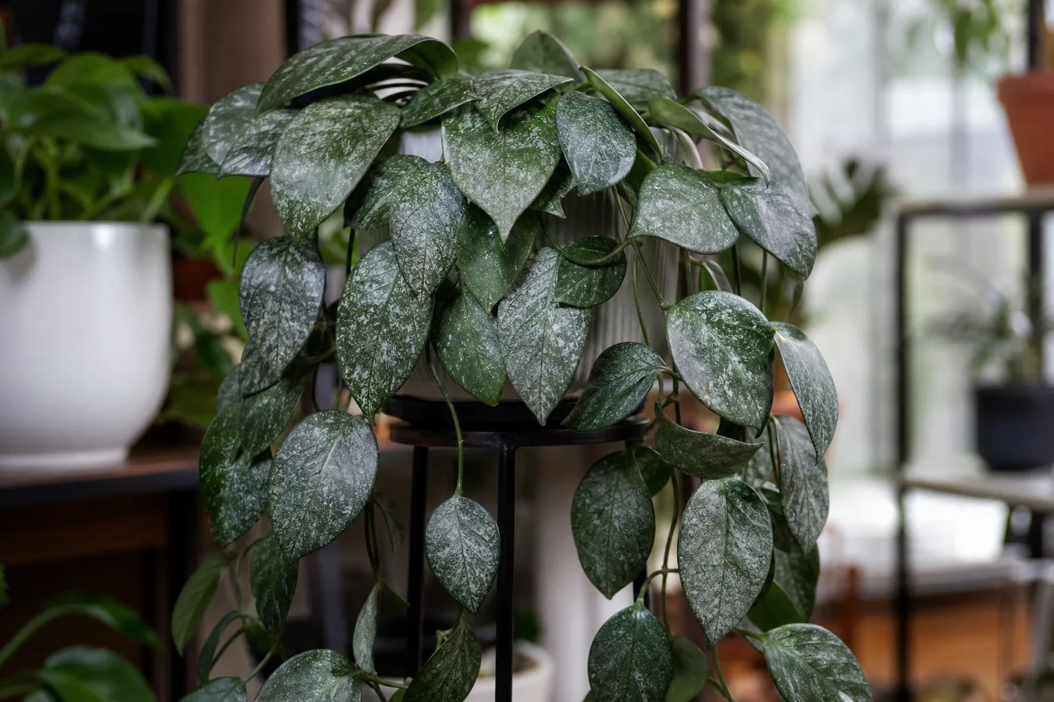 No Flowers on Hoya Pubicalyx - visible symptom on the plant