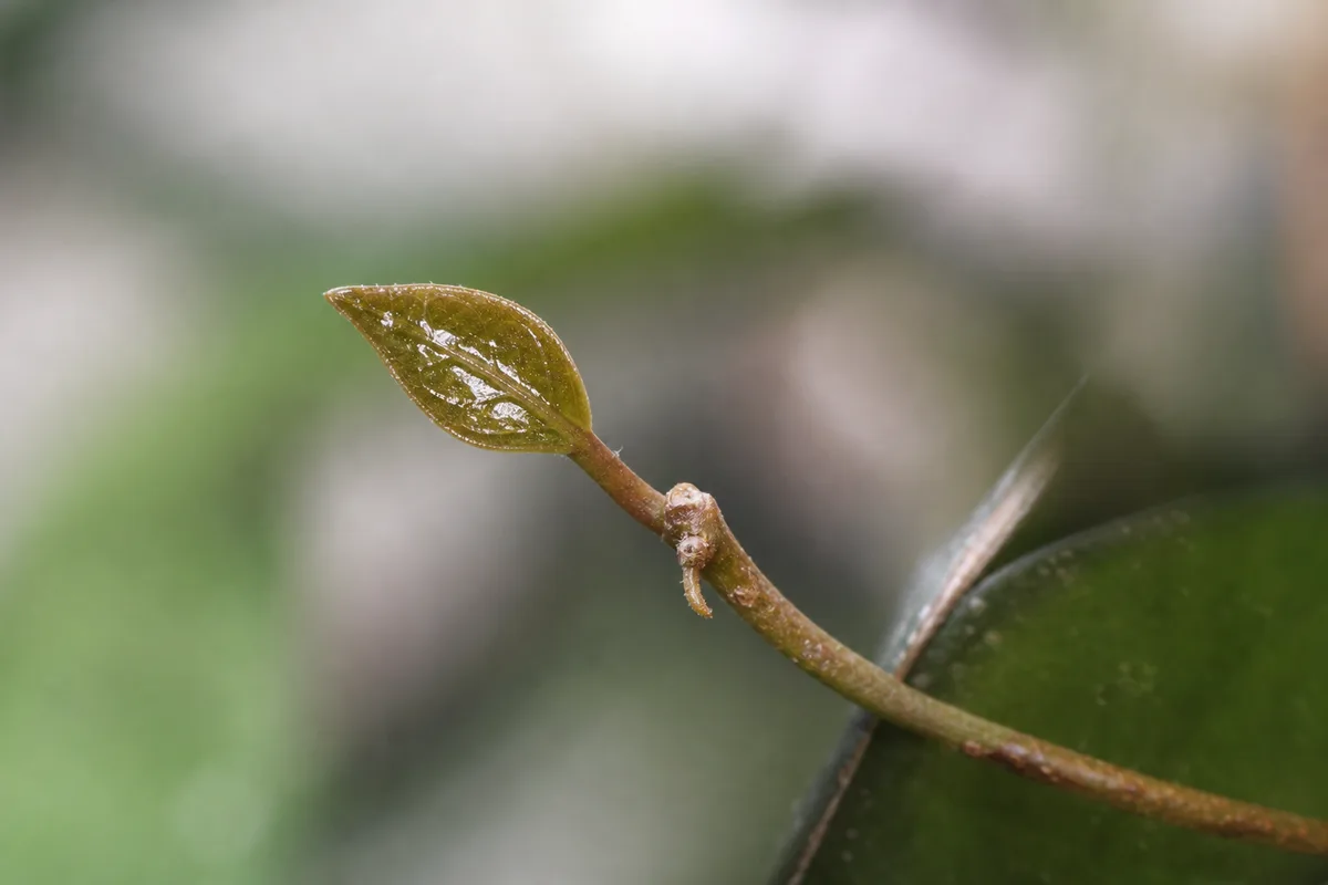 Close-up of Slow Growth on Hoya Pubicalyx - diagnostic detail