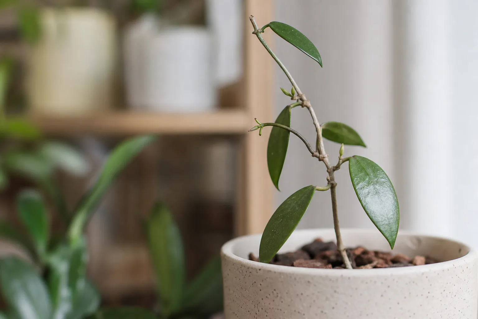 Slow Growth on Hoya Pubicalyx - visible symptom on the plant
