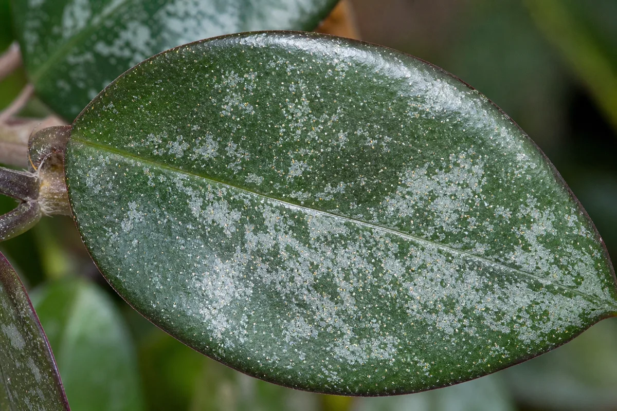 Close-up of Spider Mites on Hoya Pubicalyx - diagnostic detail