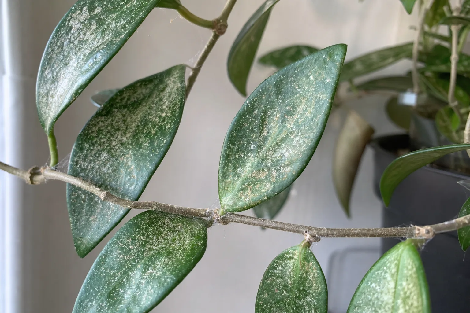 Spider Mites on Hoya Pubicalyx - visible symptom on the plant