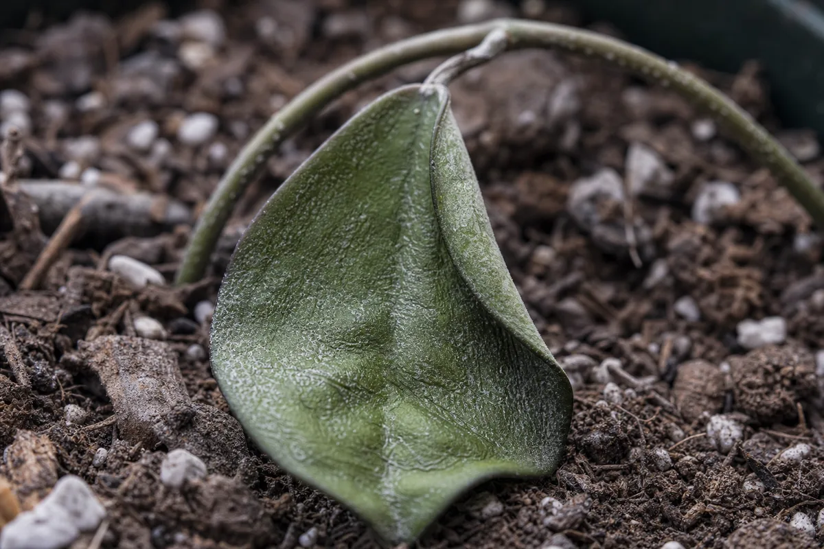 Close-up of Underwatering on Hoya Pubicalyx - diagnostic detail