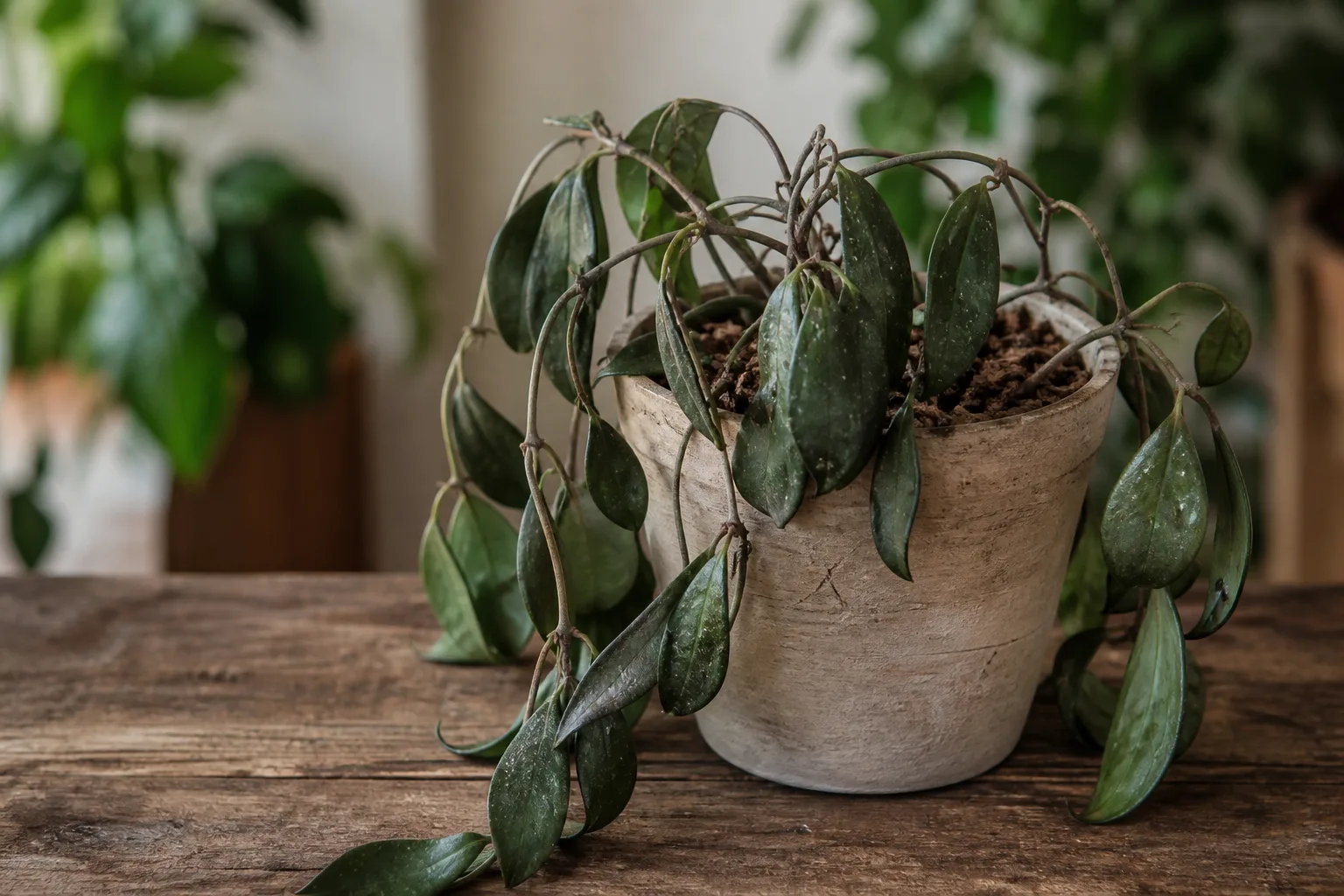 Underwatering on Hoya Pubicalyx - visible symptom on the plant
