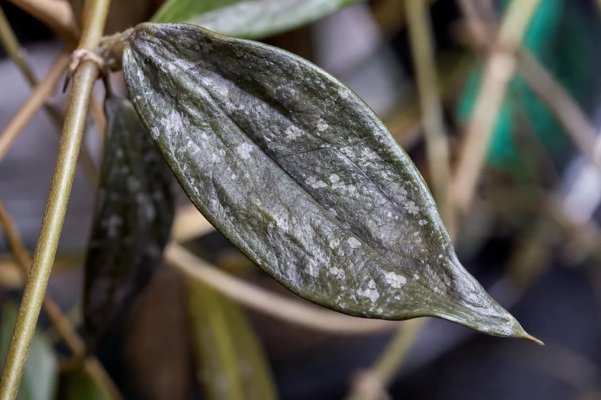 Close-up of Wilting on Hoya Pubicalyx - diagnostic detail