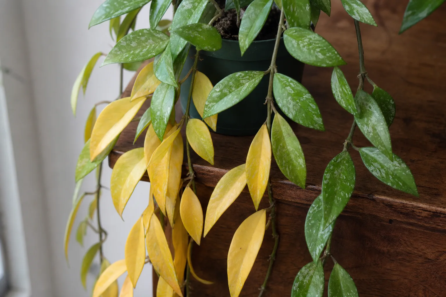 Yellow Leaves on Hoya Pubicalyx - visible symptom on the plant