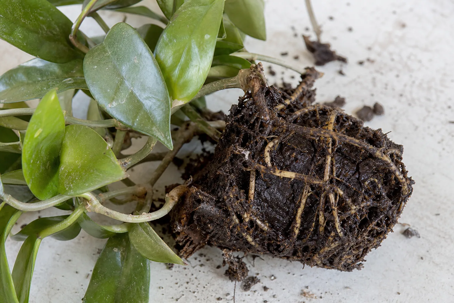 Root Rot on Hoya - visible symptom on the plant