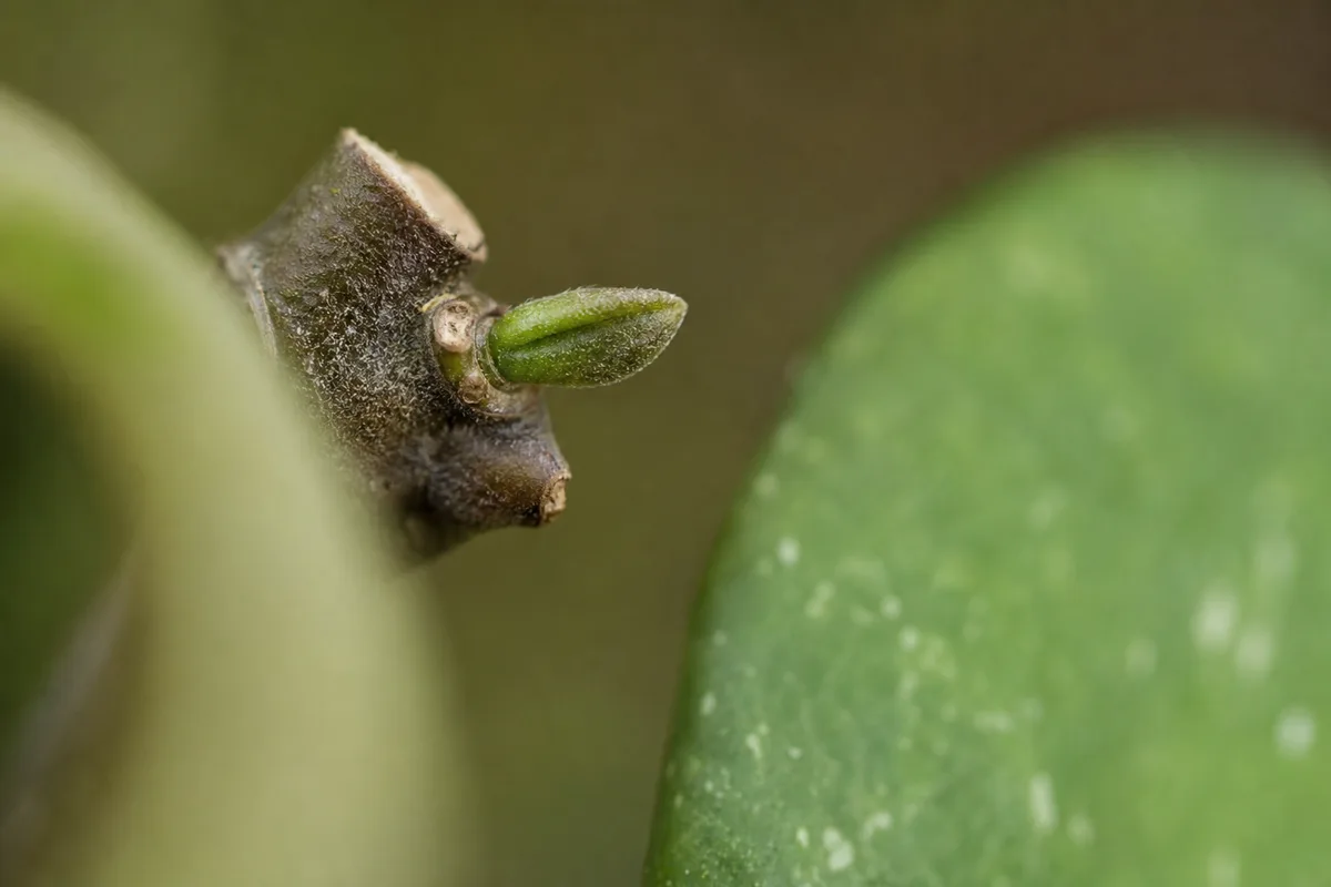 Close-up of Slow Growth on Hoya - diagnostic detail