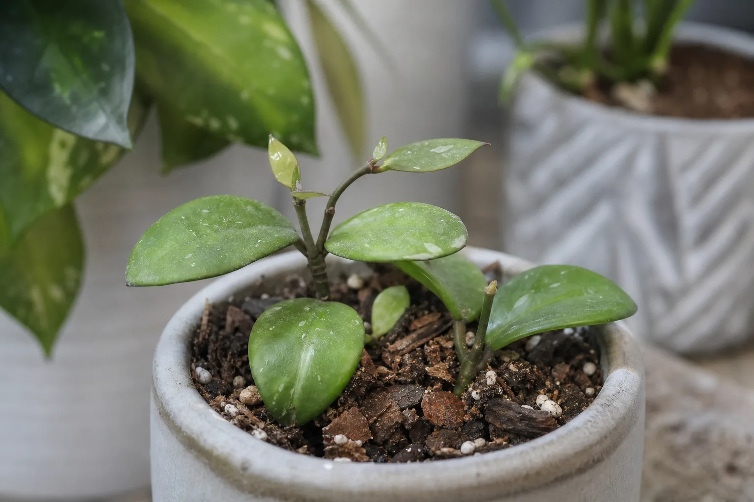Slow Growth on Hoya - visible symptom on the plant
