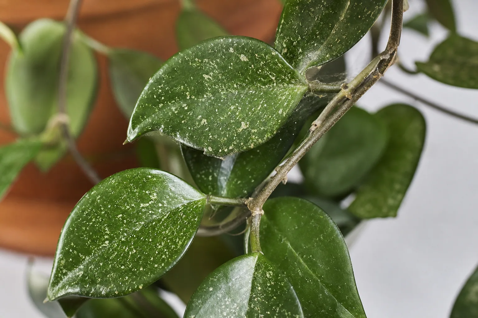 Spider Mites on Hoya - visible symptom on the plant