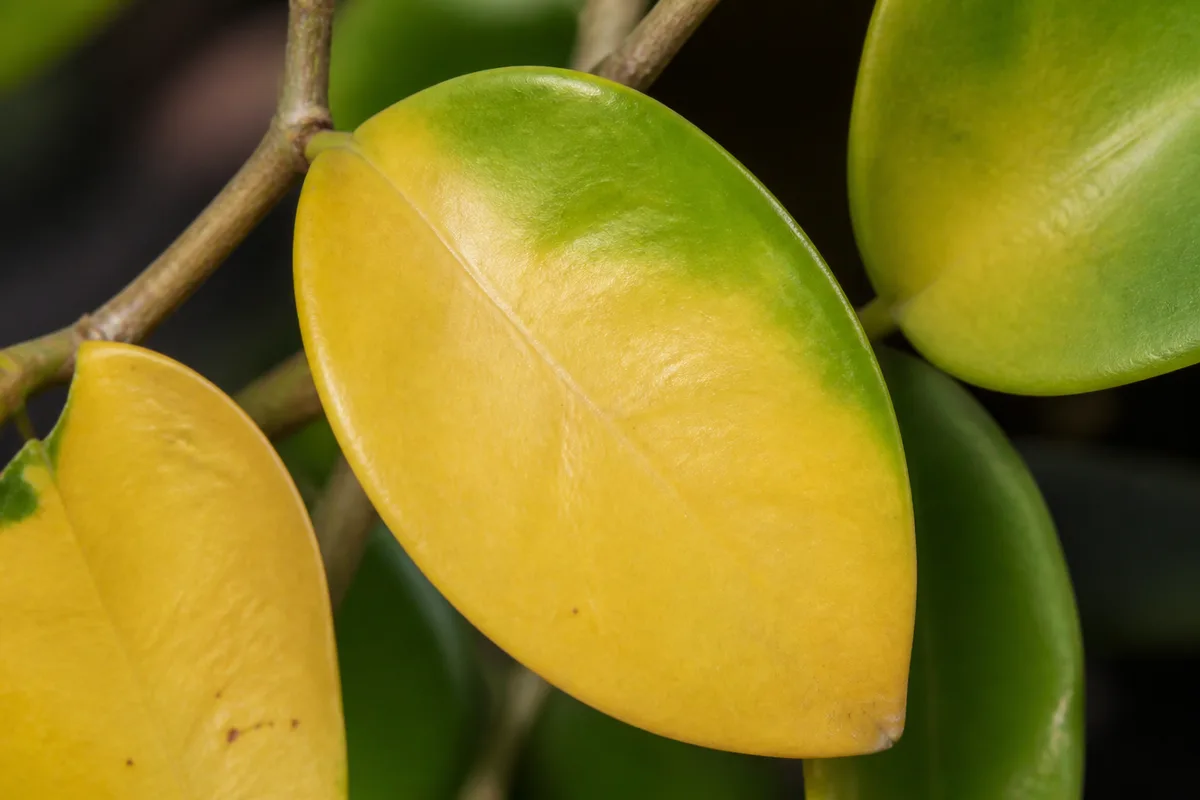 Close-up of Yellow Leaves on Hoya - diagnostic detail