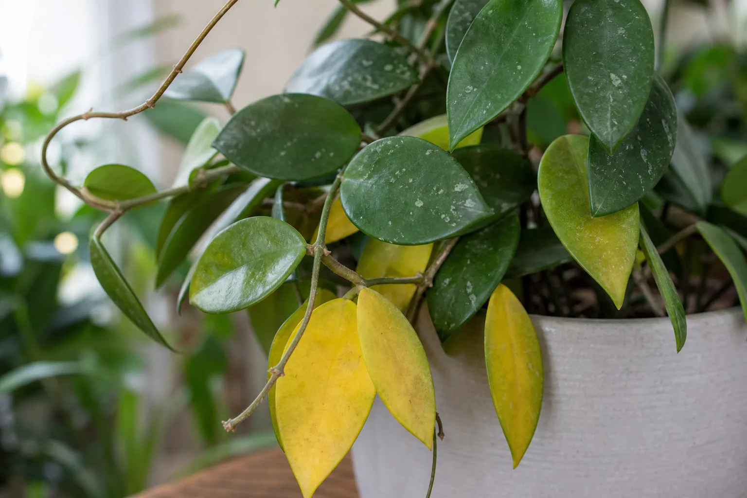 Yellow Leaves on Hoya - visible symptom on the plant