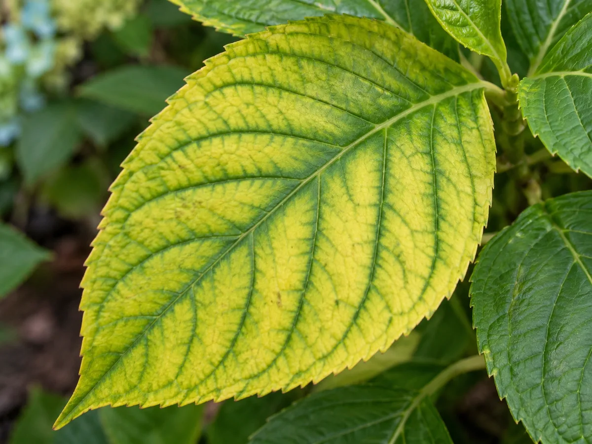 Close view of hydrangea leaves with yellow tissue and green veins