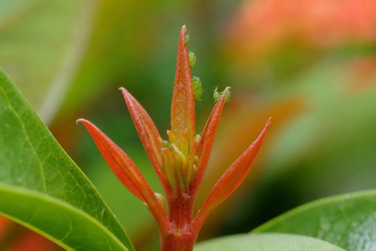 Close-up of Aphids on Ixora - diagnostic detail