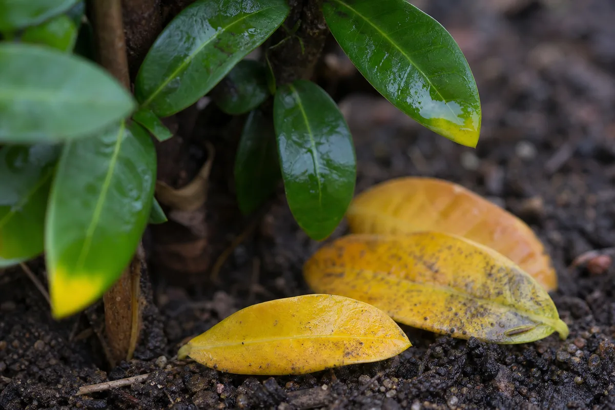 Close-up of Leaf Drop on Ixora - diagnostic detail