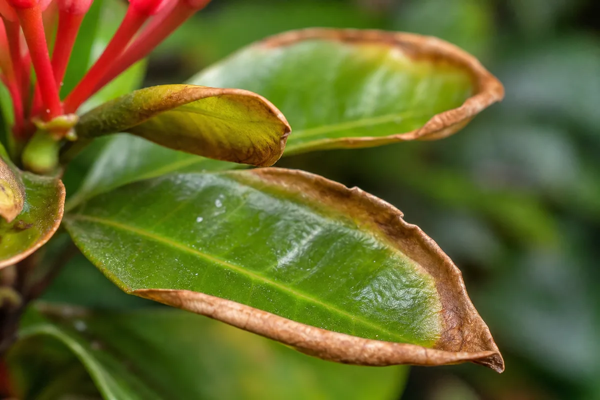 Close-up of Low Humidity on Ixora - diagnostic detail