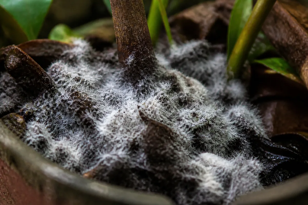 Close-up of Mold on Soil on Ixora - diagnostic detail