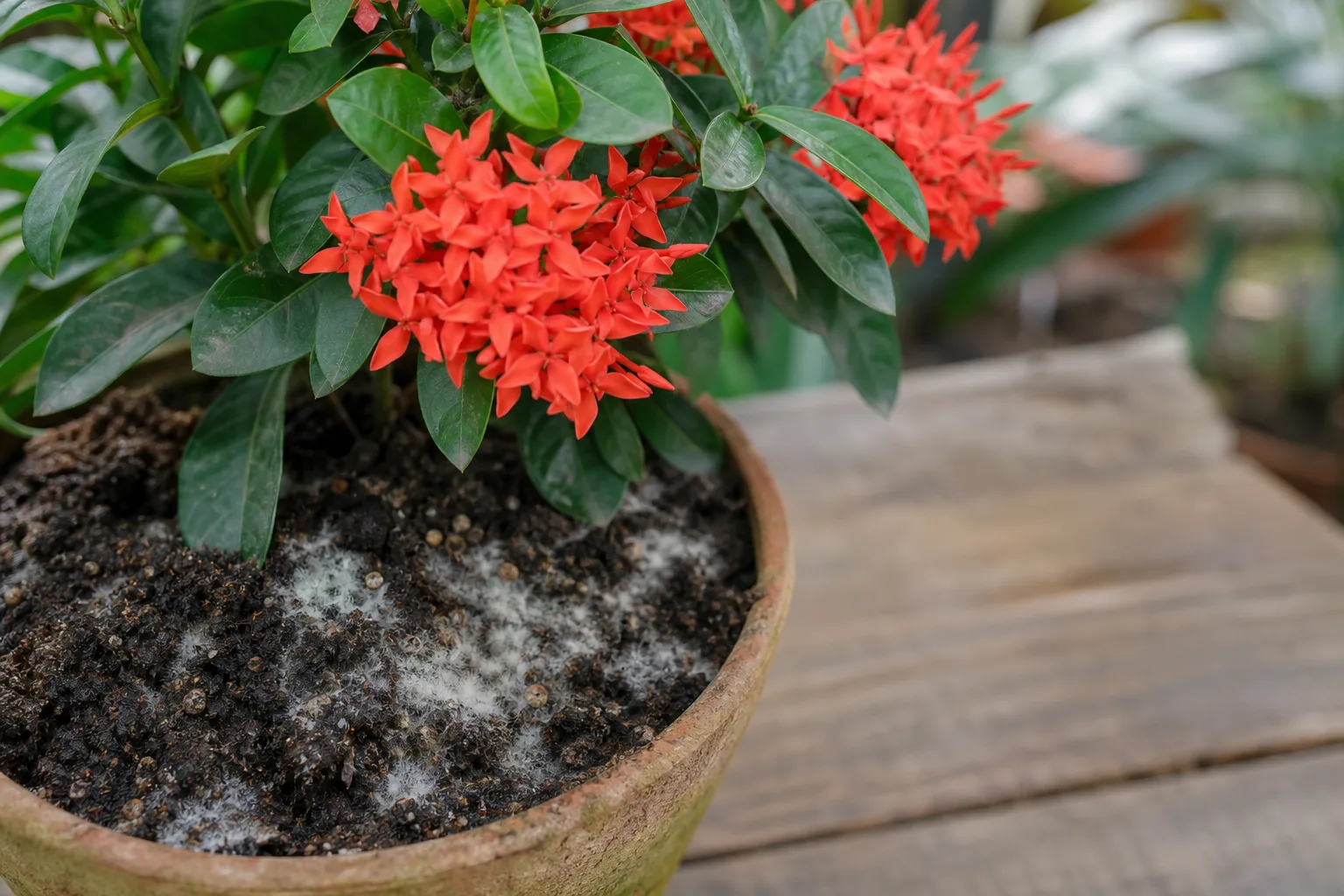Mold on Soil on Ixora - visible symptom on the plant