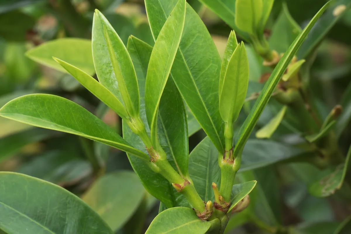 Close-up of No Flowers on Ixora - diagnostic detail