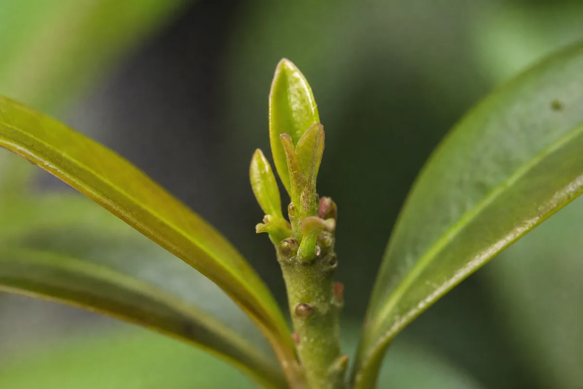 Close-up of Slow Growth on Ixora - diagnostic detail