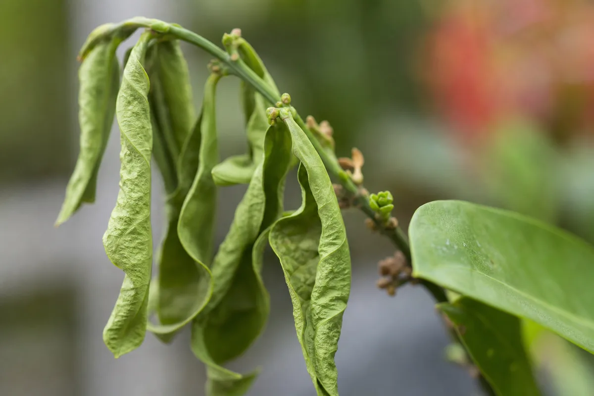 Close-up of Wilting on Ixora - diagnostic detail