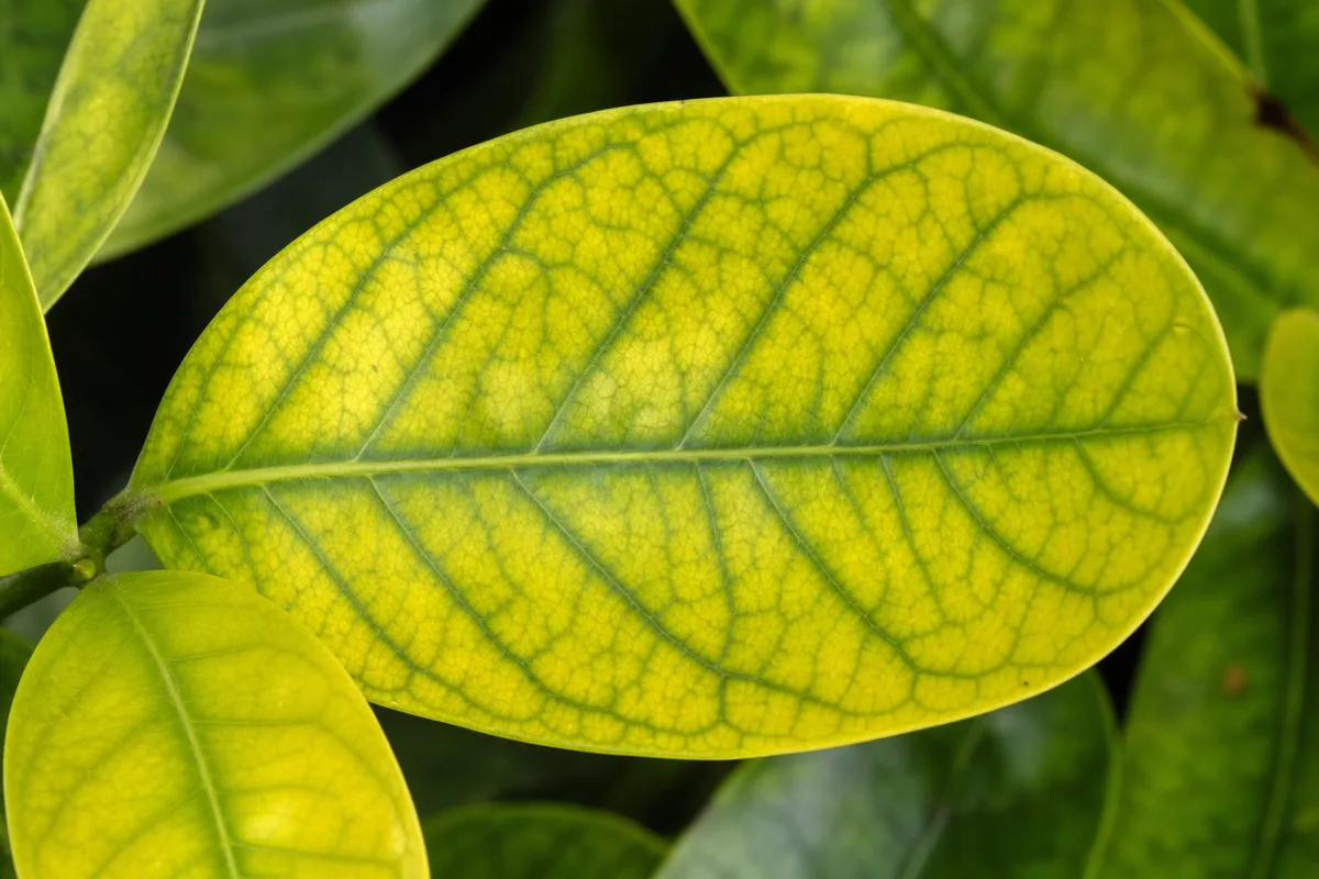 Close-up of Yellow Leaves on Ixora - diagnostic detail
