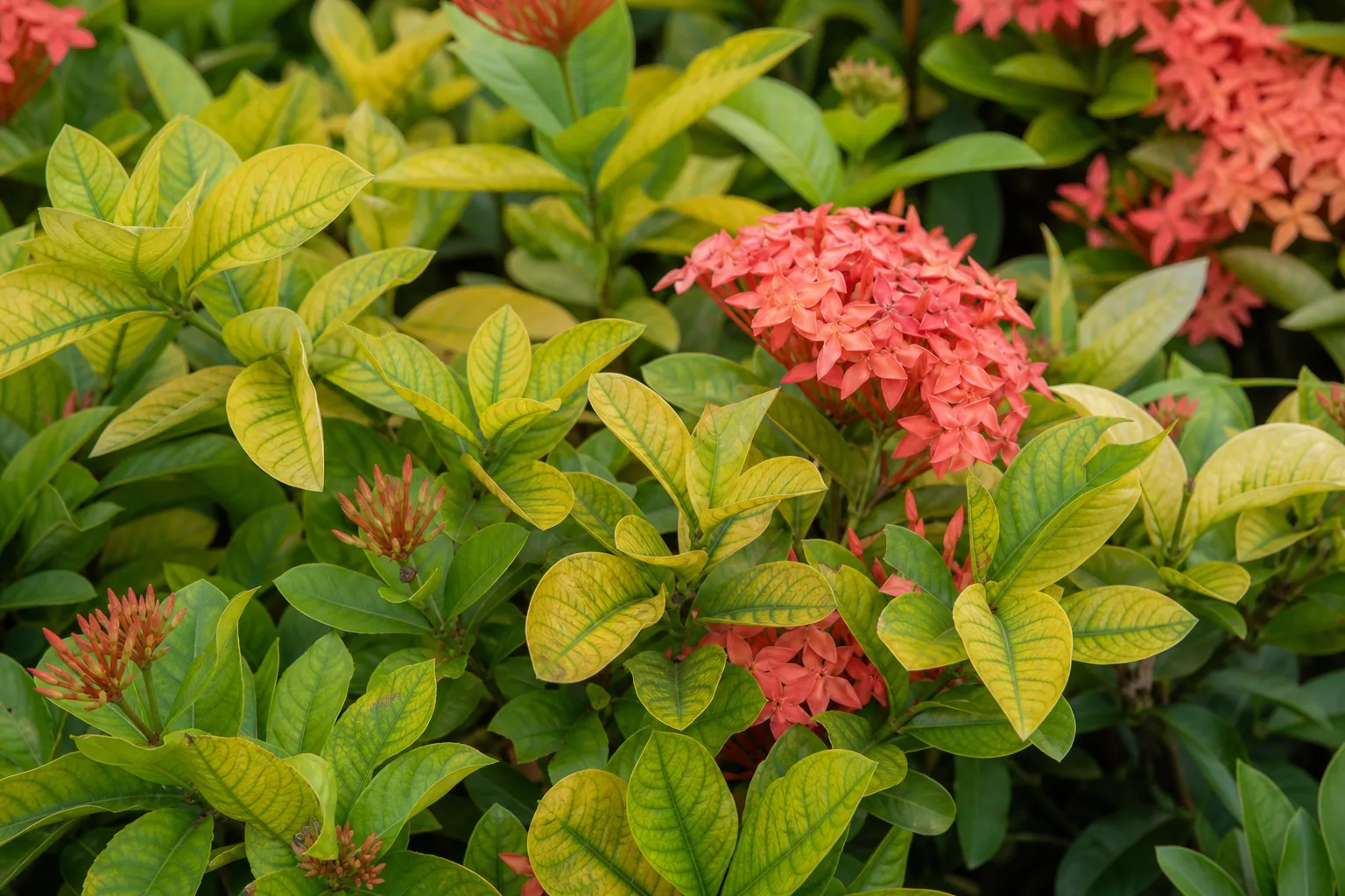 Yellow Leaves on Ixora - visible symptom on the plant