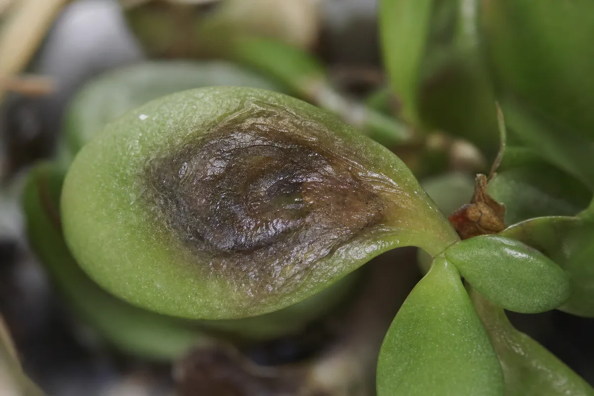Close-up of Bacterial Wilt on Jade Plant - diagnostic detail