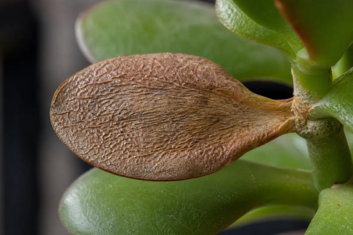 Close-up of Brown Leaves on Jade Plant - diagnostic detail