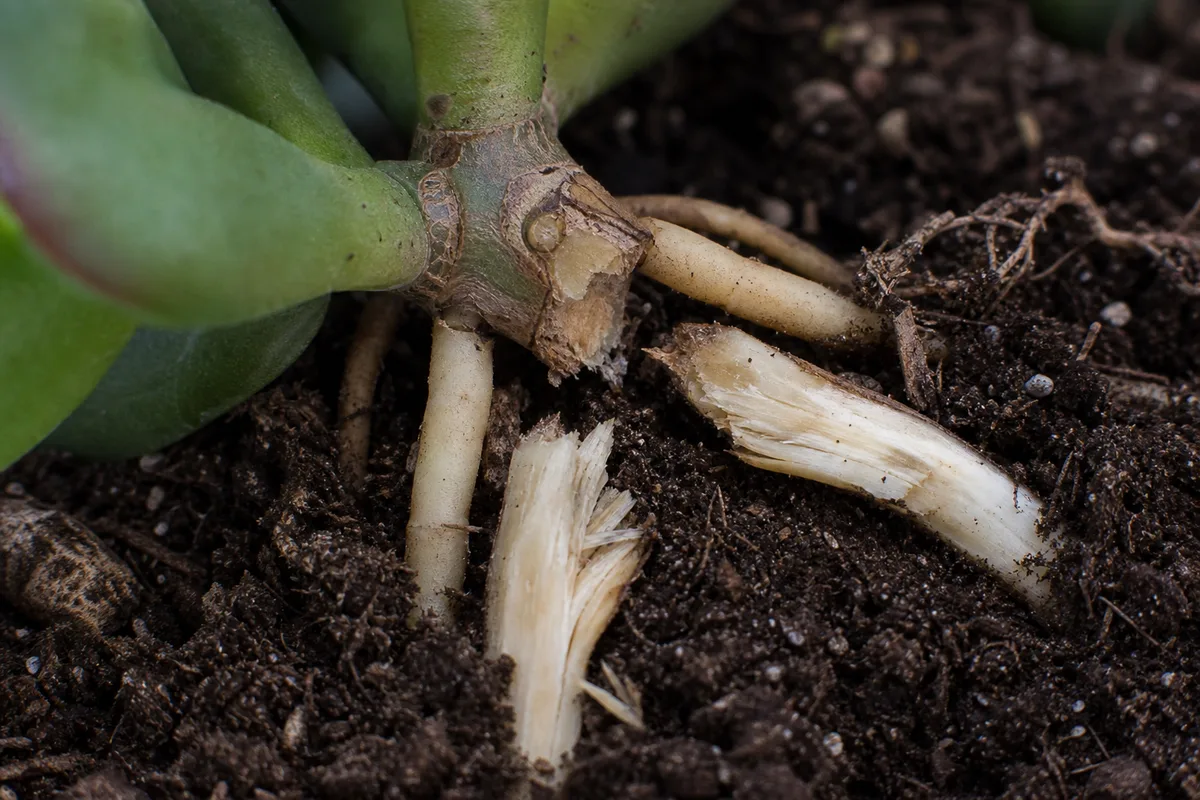 Close-up of Damaged Roots on Jade Plant - diagnostic detail