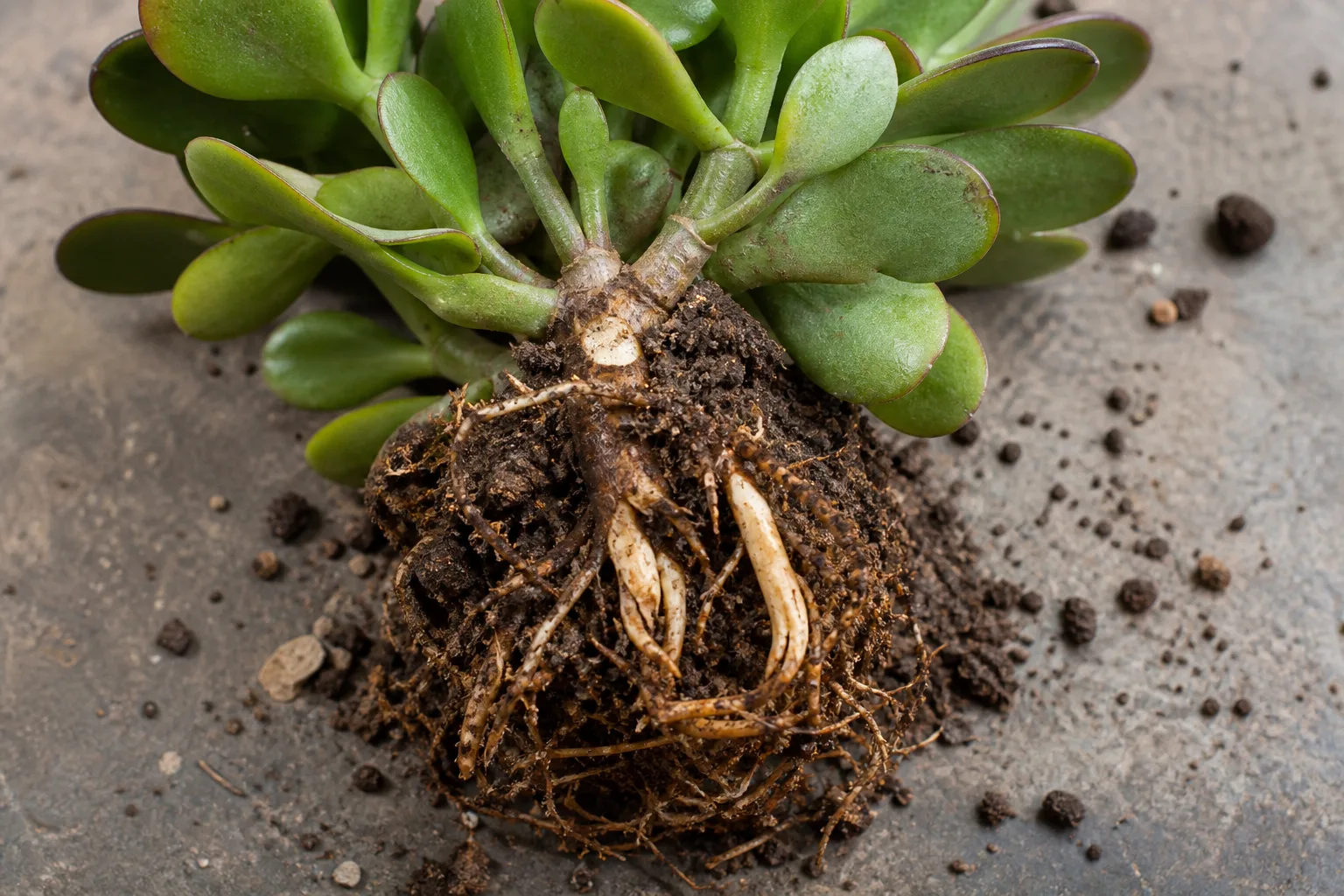 Damaged Roots on Jade Plant - visible symptom on the plant