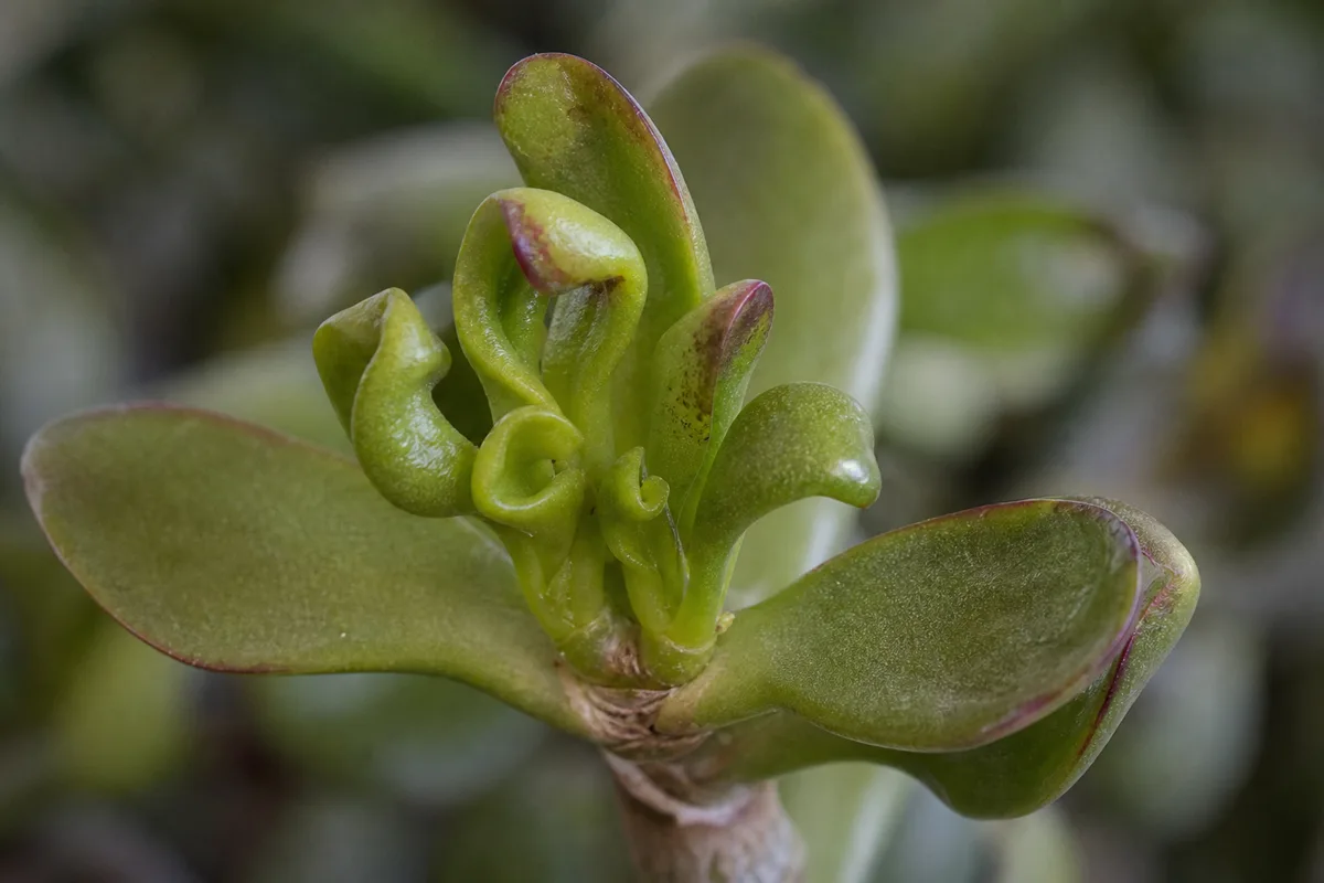 Close-up of Deformed New Growth on Jade Plant - diagnostic detail