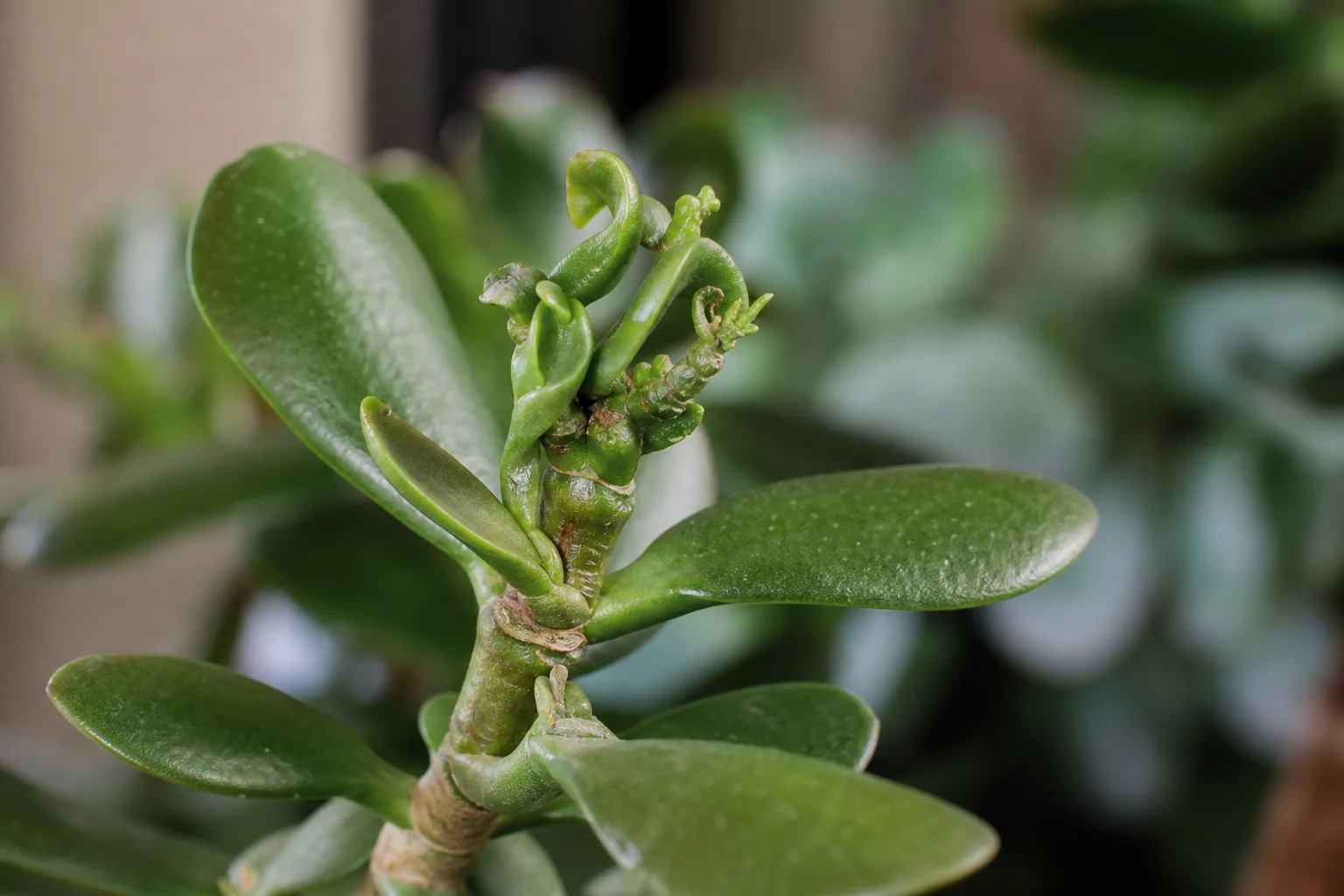 Deformed New Growth on Jade Plant - visible symptom on the plant