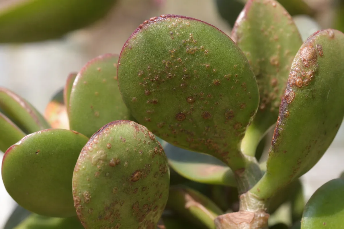 Close-up of Edema on Jade Plant - diagnostic detail