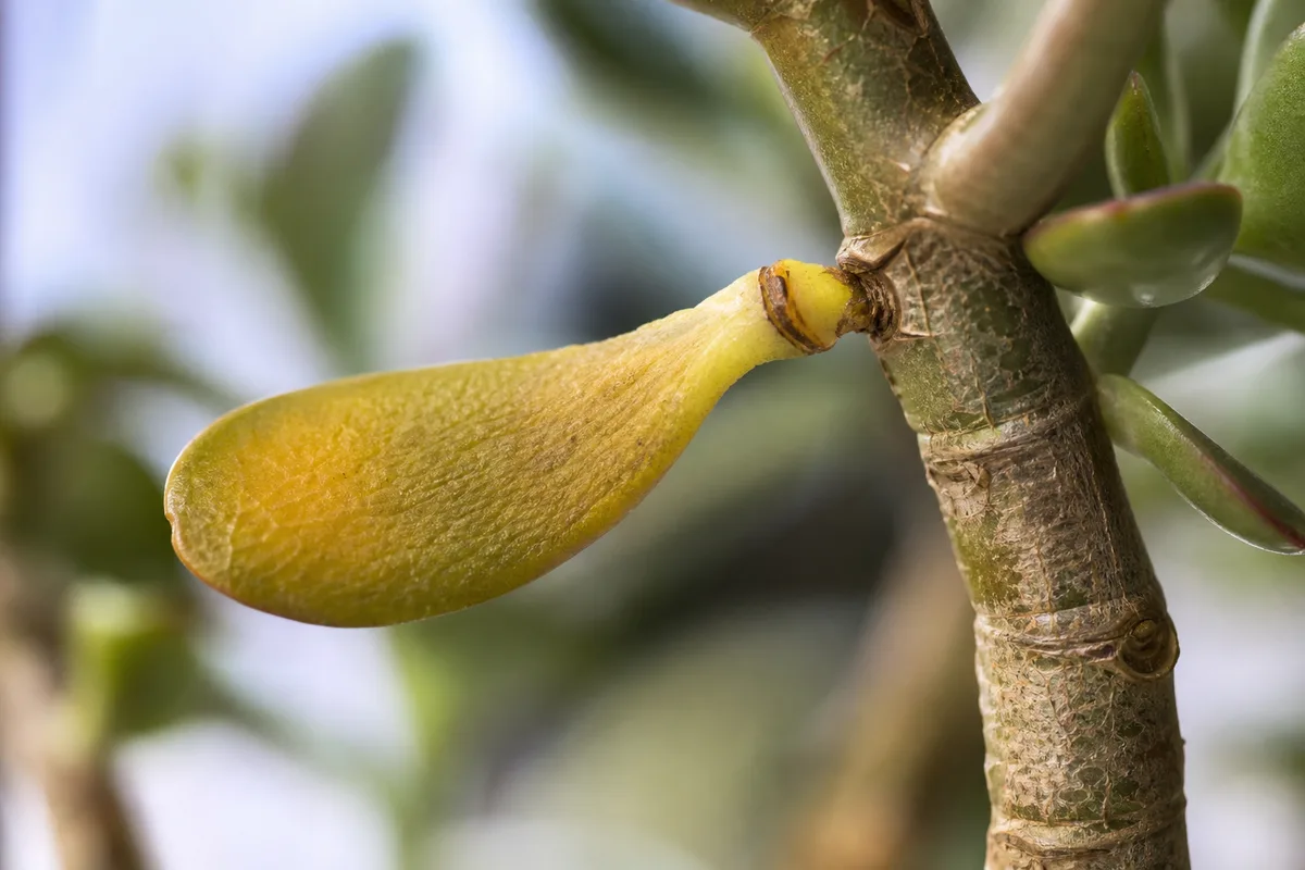Close-up of Leaf Drop on Jade Plant - diagnostic detail