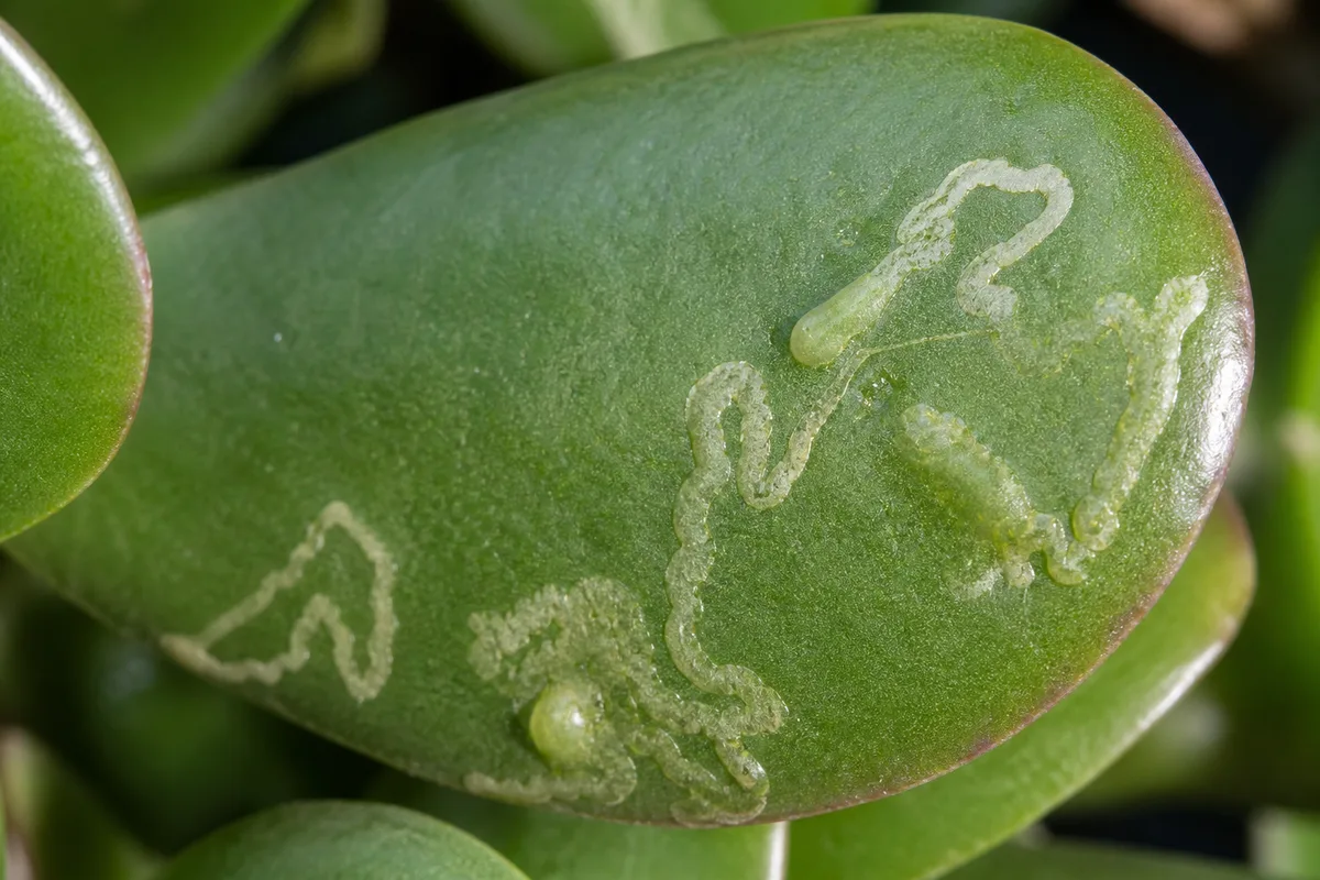 Close-up of Leaf Miners on Jade Plant - diagnostic detail