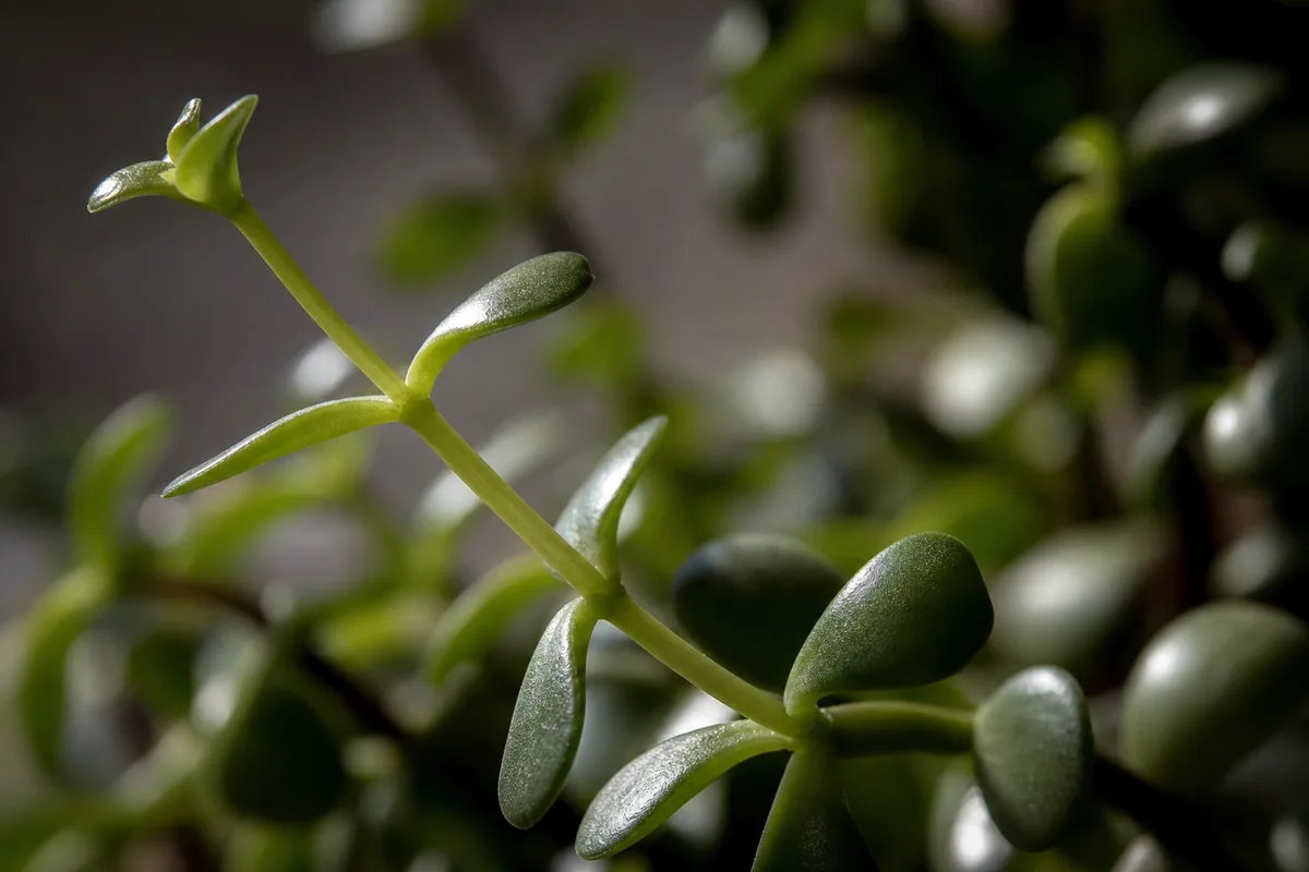 Close-up of Leggy Growth on Jade Plant - diagnostic detail