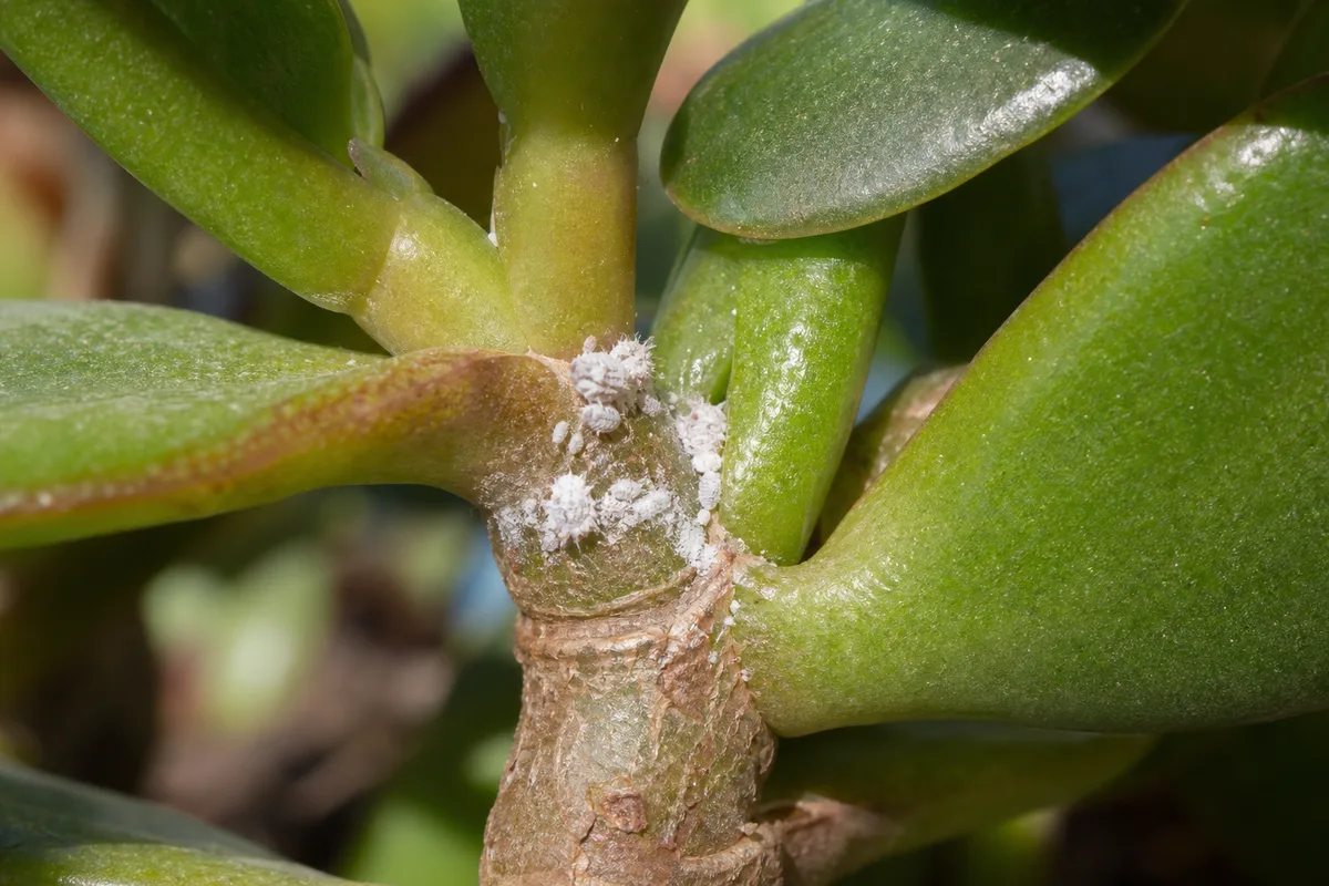 Close-up of Mealybugs on Jade Plant - diagnostic detail