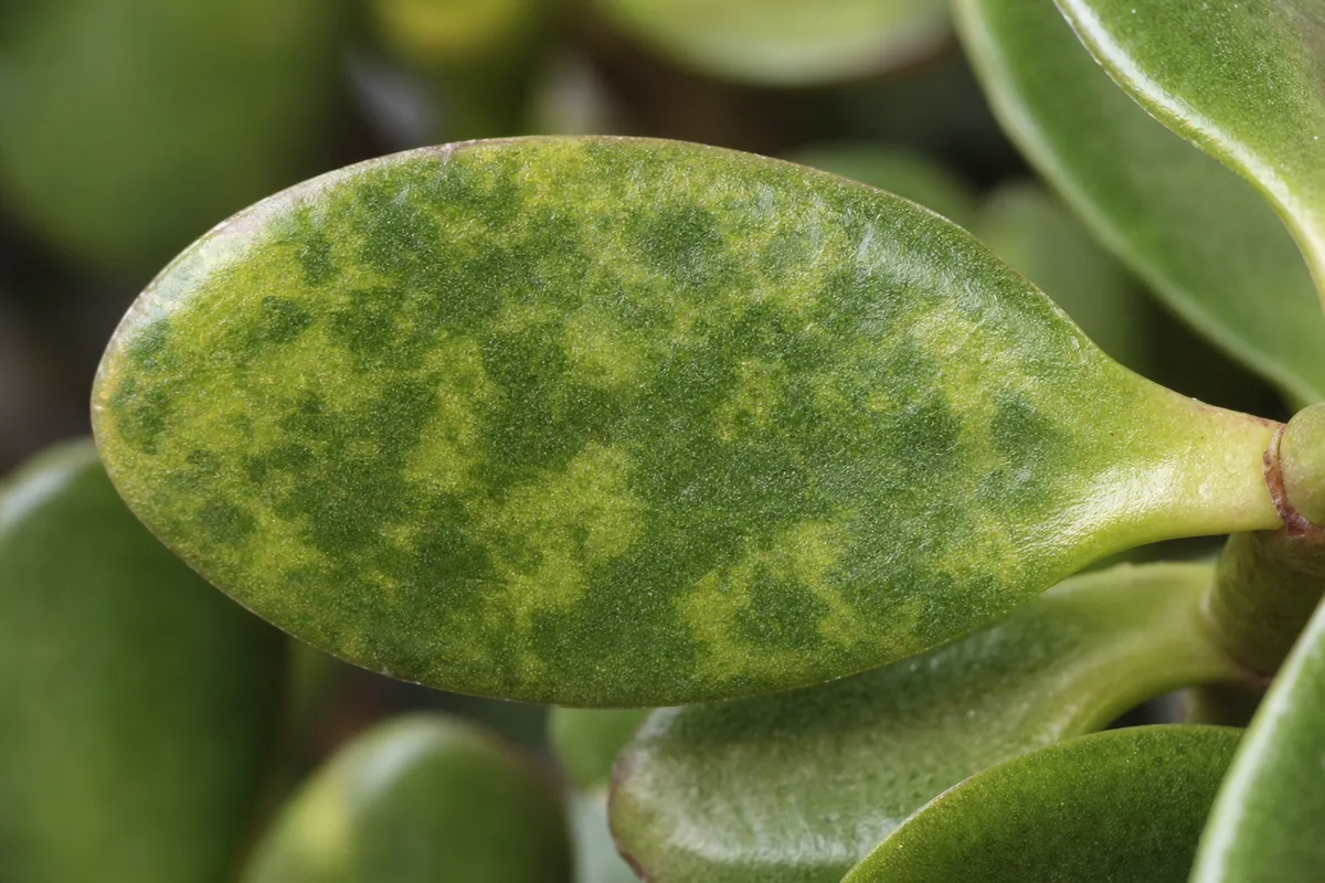 Close-up of Mosaic Virus on Jade Plant - diagnostic detail