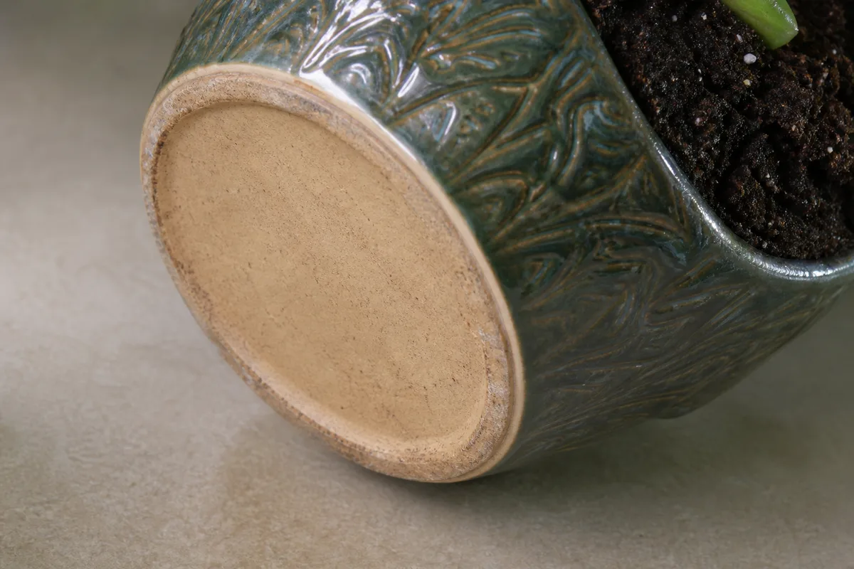 Close-up of No Drainage Hole on Jade Plant - diagnostic detail