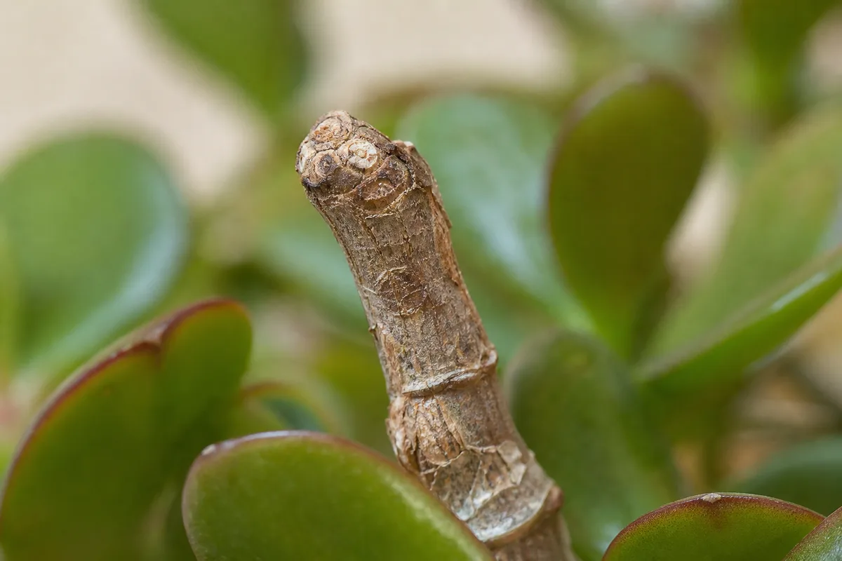 Close-up of No New Growth on Jade Plant - diagnostic detail