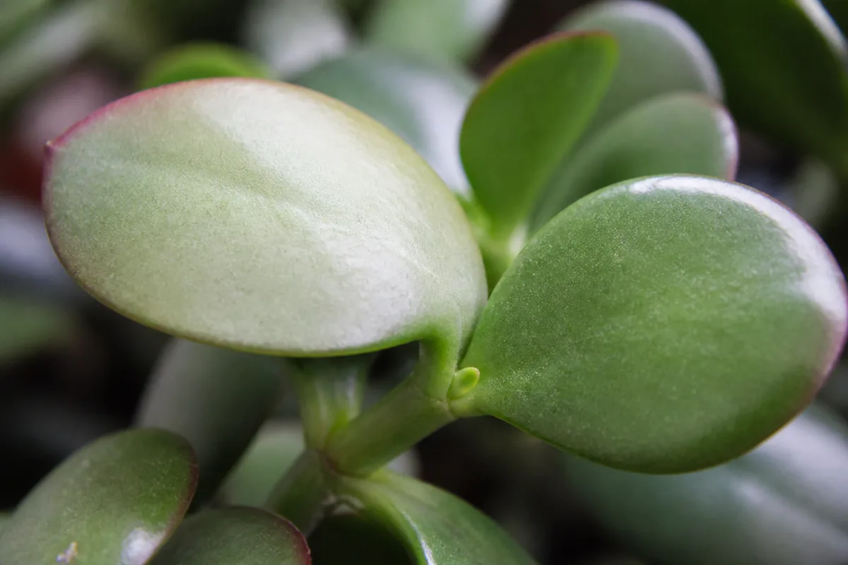 Close-up of Pale Leaves on Jade Plant - diagnostic detail