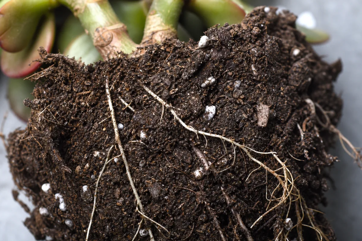 Close-up of Poor Root Growth on Jade Plant - diagnostic detail