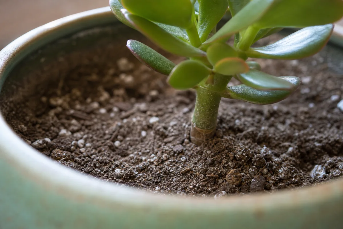 Close-up of Pot Too Large on Jade Plant - diagnostic detail