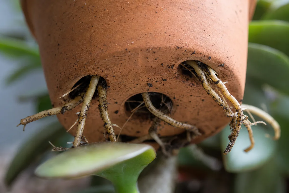 Close-up of Pot Too Small on Jade Plant - diagnostic detail
