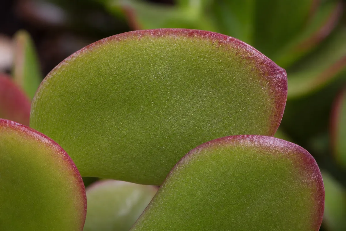 Close-up of Red Leaves on Jade Plant - diagnostic detail