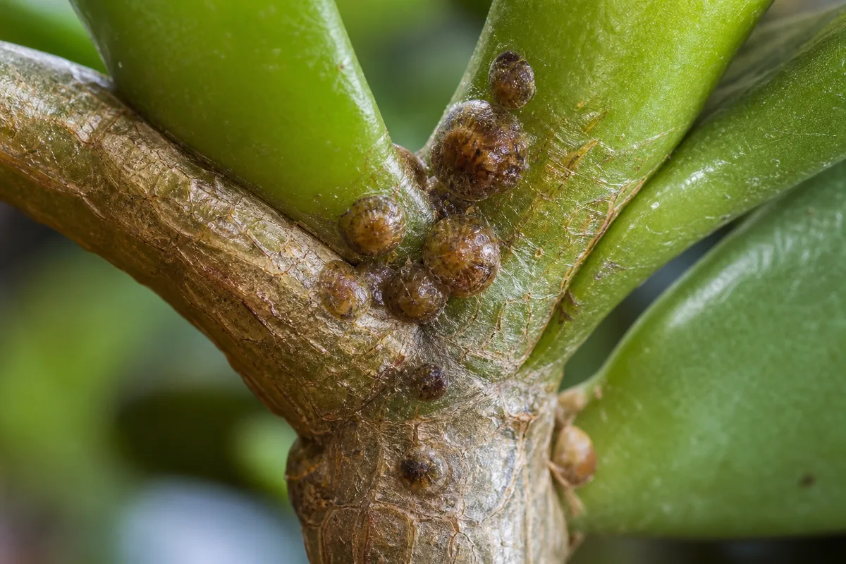 Close-up of Scale Insects on Jade Plant - diagnostic detail